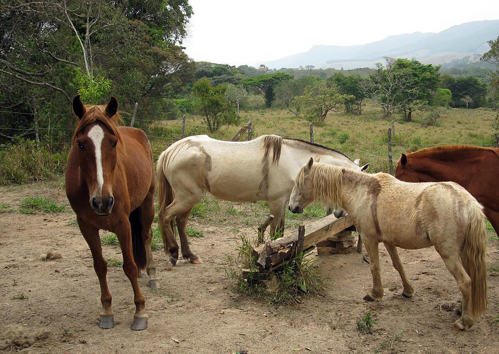 Bosque Dos Beija-flores E * São Tomé das Letras