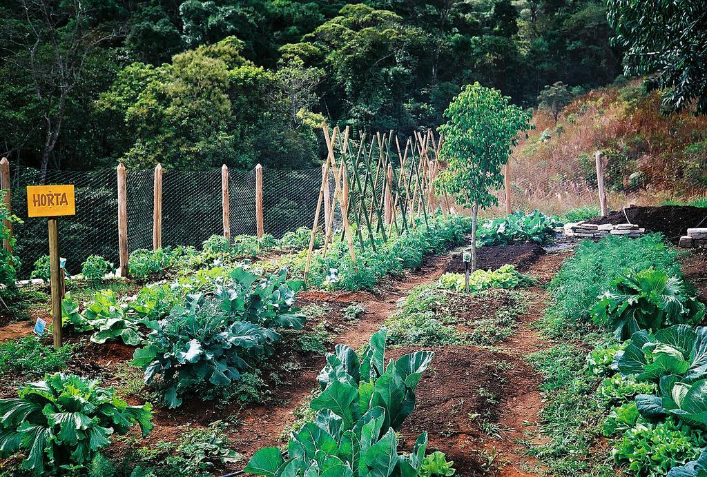 Bosque Dos Beija-flores E