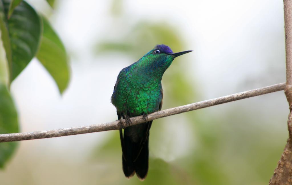 Bosque Dos Beija-flores E Inn São Tomé das Letras